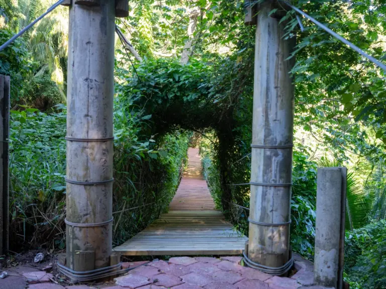 Wooden footbridge leading into a tunnel of green vegetation on the Charankako Bay trails