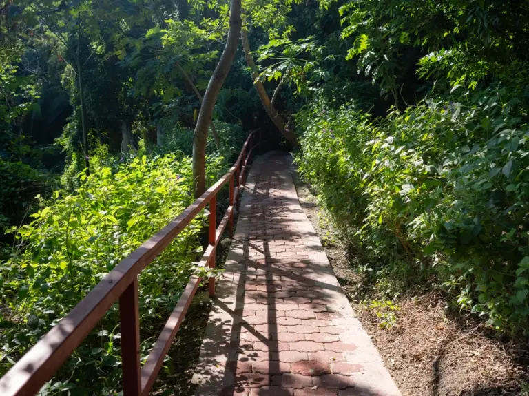 Stone path with a wooden handrail winding through the forest at Charankako Bay